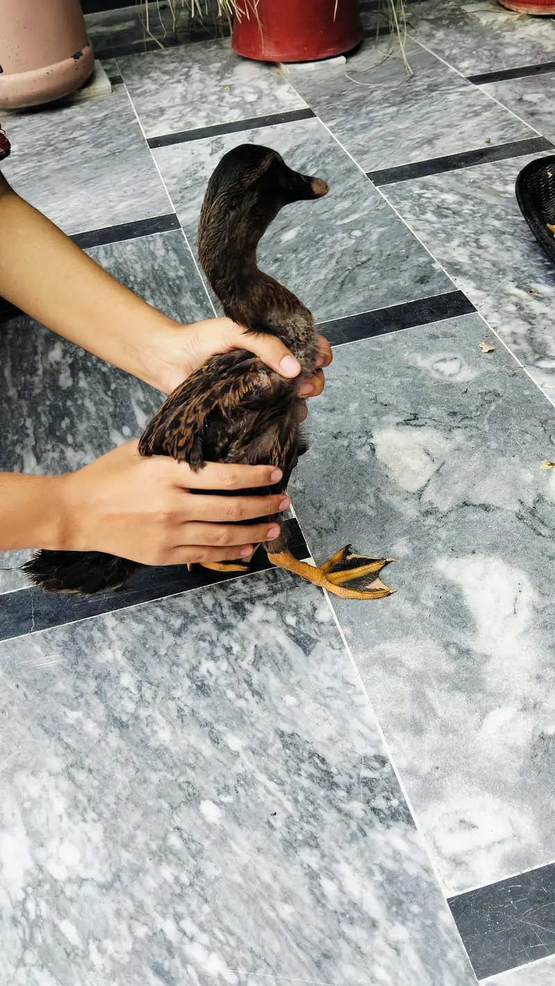 4 Ducks — photo 4