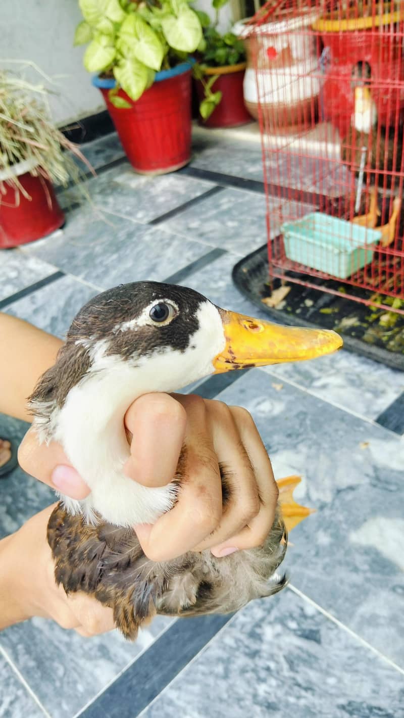 4 Ducks 4