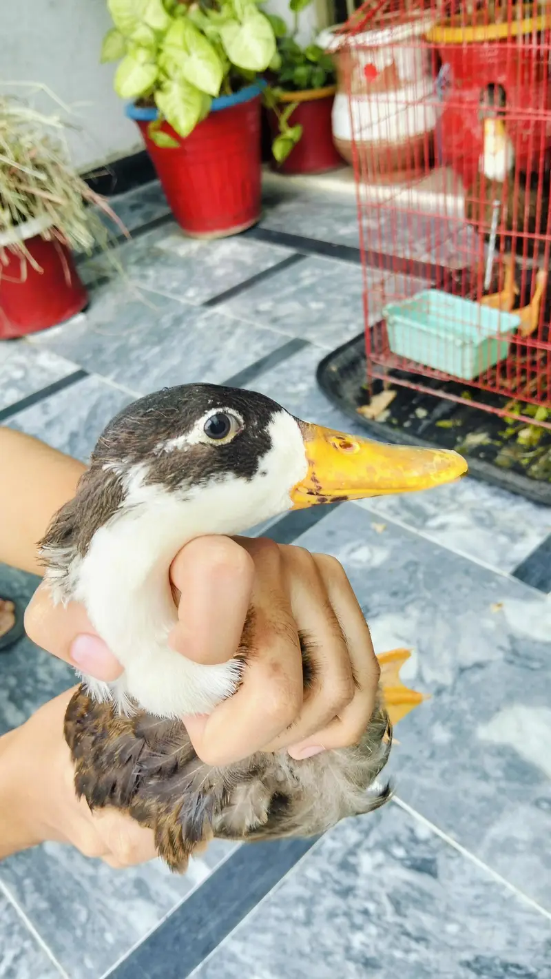 4 Ducks — photo 5