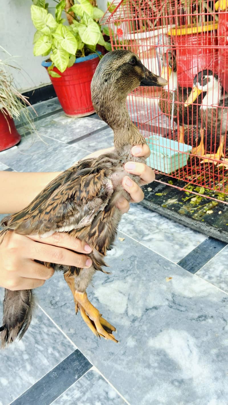4 Ducks 5
