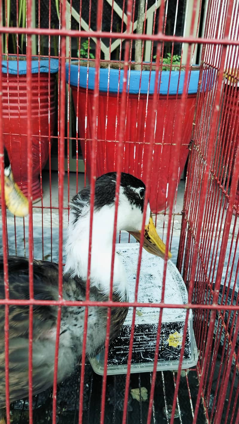 4 Ducks 6