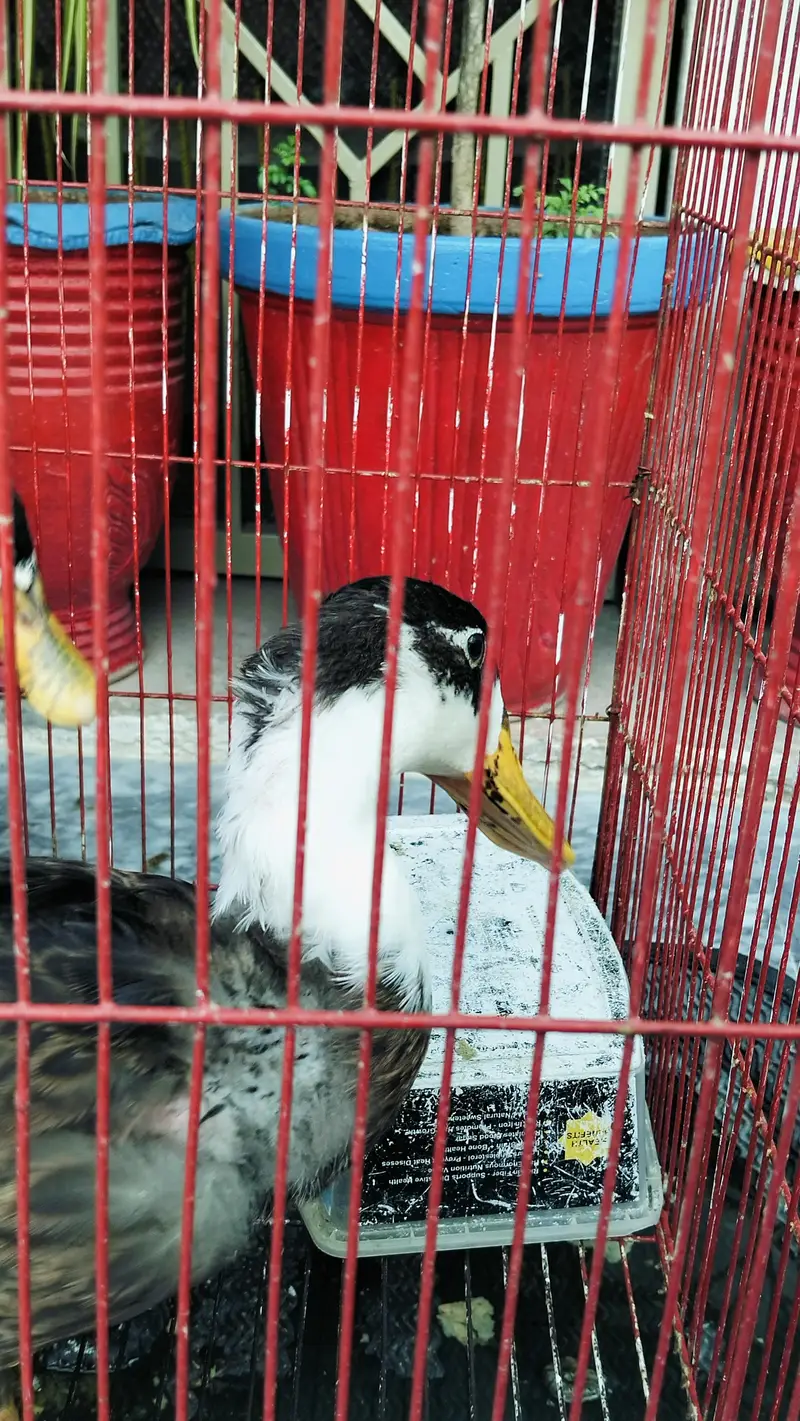 4 Ducks — photo 7