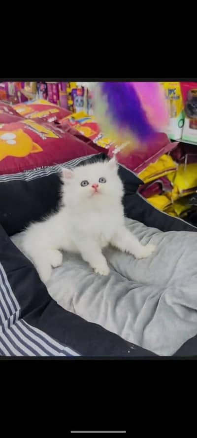 persian cat for sale MywatsapppNumber 0309-37-13-771