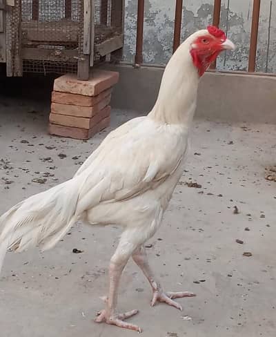white Heera