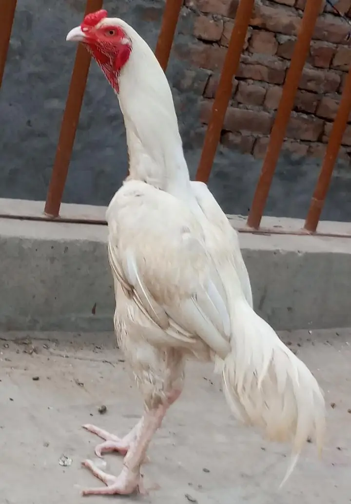 white Heera — photo 2