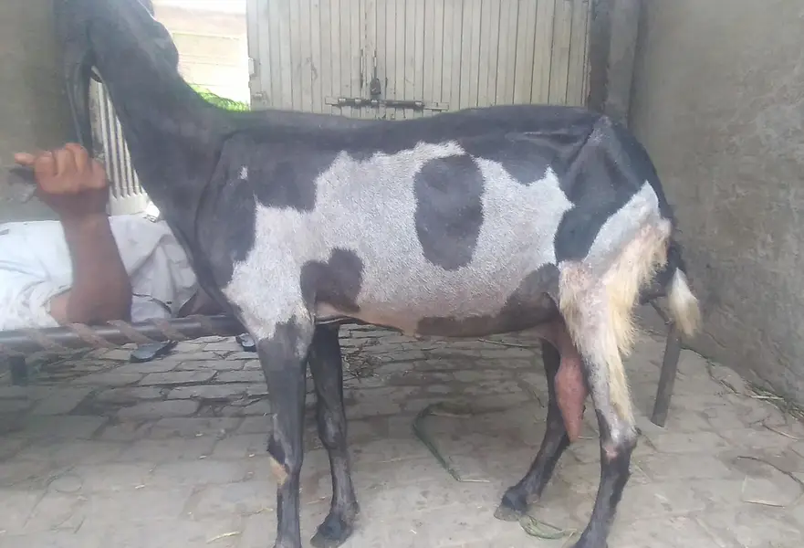 Pure Beetal Guban Goat for Sale || final price 90 hazar