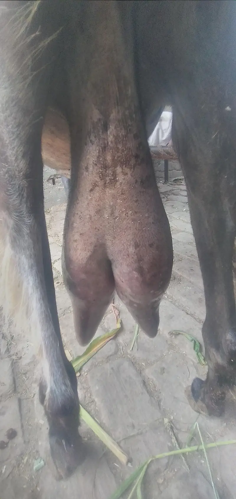 Pure Beetal Guban Goat for Sale || final price 90 hazar — photo 2