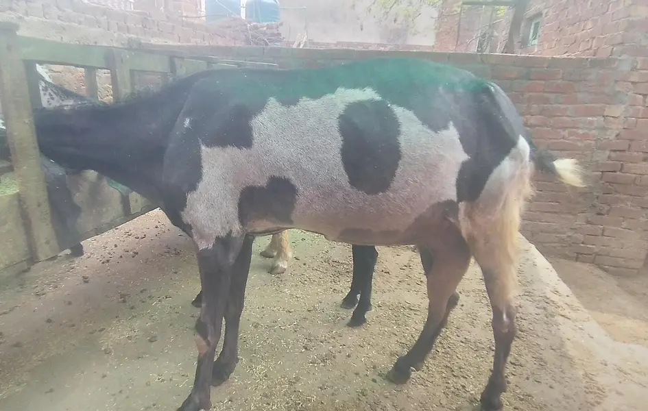 Pure Beetal Guban Goat for Sale || final price 90 hazar — photo 3
