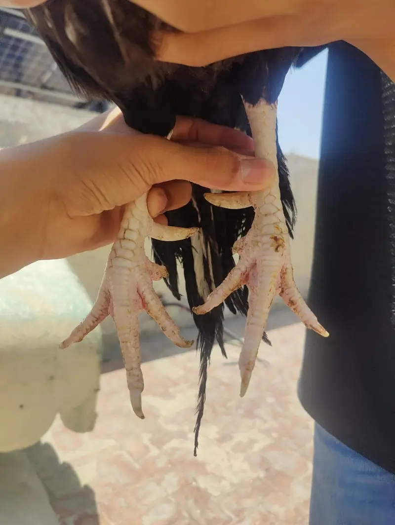 aseel breeder 0305. . 2655482 — photo 2