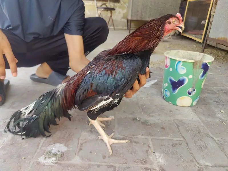 aseel breeder 0305. . 2655482 — photo 3