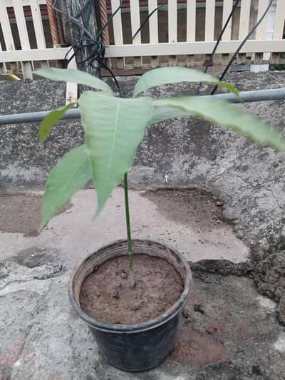 mango plant for sale