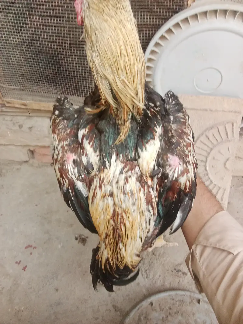 Aseel Jawa Murga For Sell  — photo 3