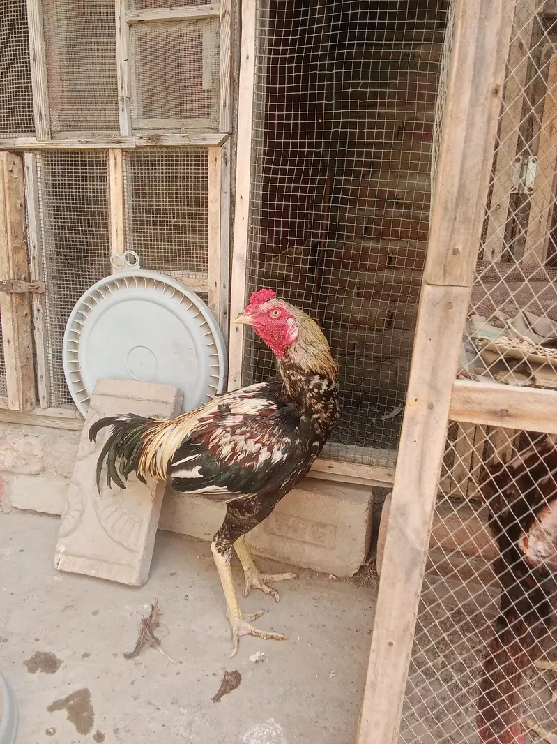 Aseel Jawa Murga For Sell  — photo 4
