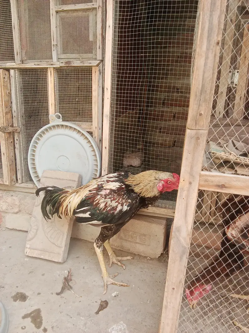 Aseel Jawa Murga For Sell  — photo 6