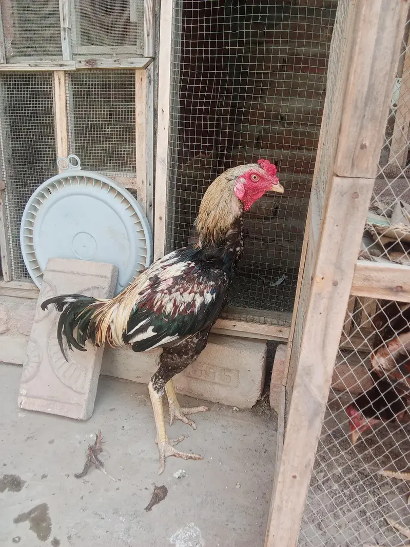 Aseel Jawa Murga For Sell  — photo 7