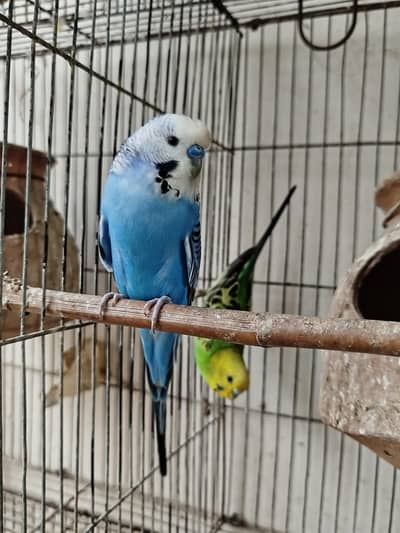 Budgies for sale