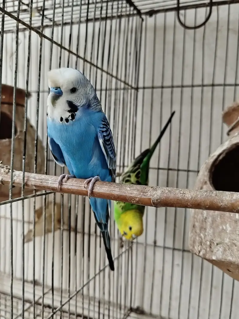 Budgies for sale — photo 2