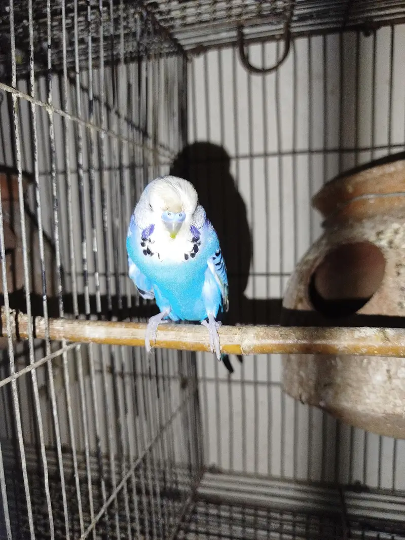 Budgies for sale — photo 3