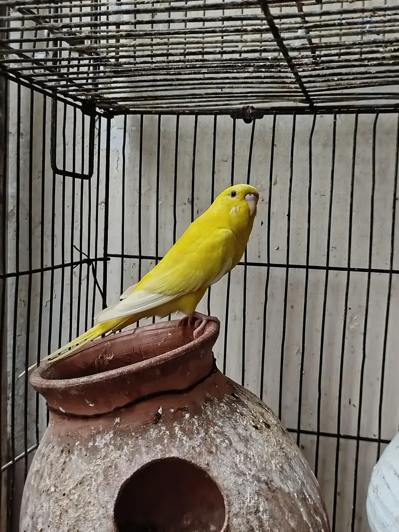 Budgies for sale — photo 4