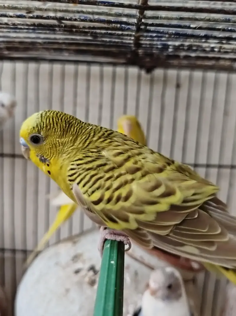 Budgies for sale — photo 5