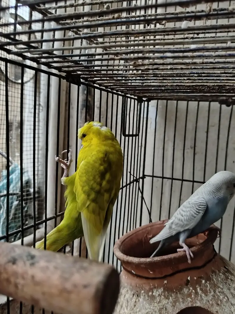 Budgies for sale — photo 6