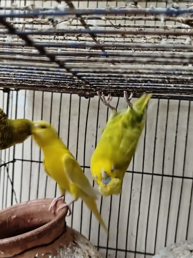 Budgies for sale — photo 7