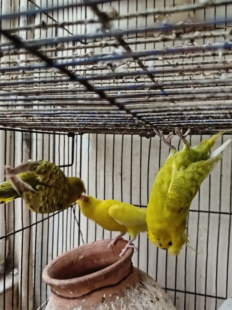 Budgies for sale — photo 8