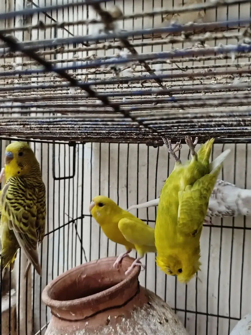 Budgies for sale — photo 9