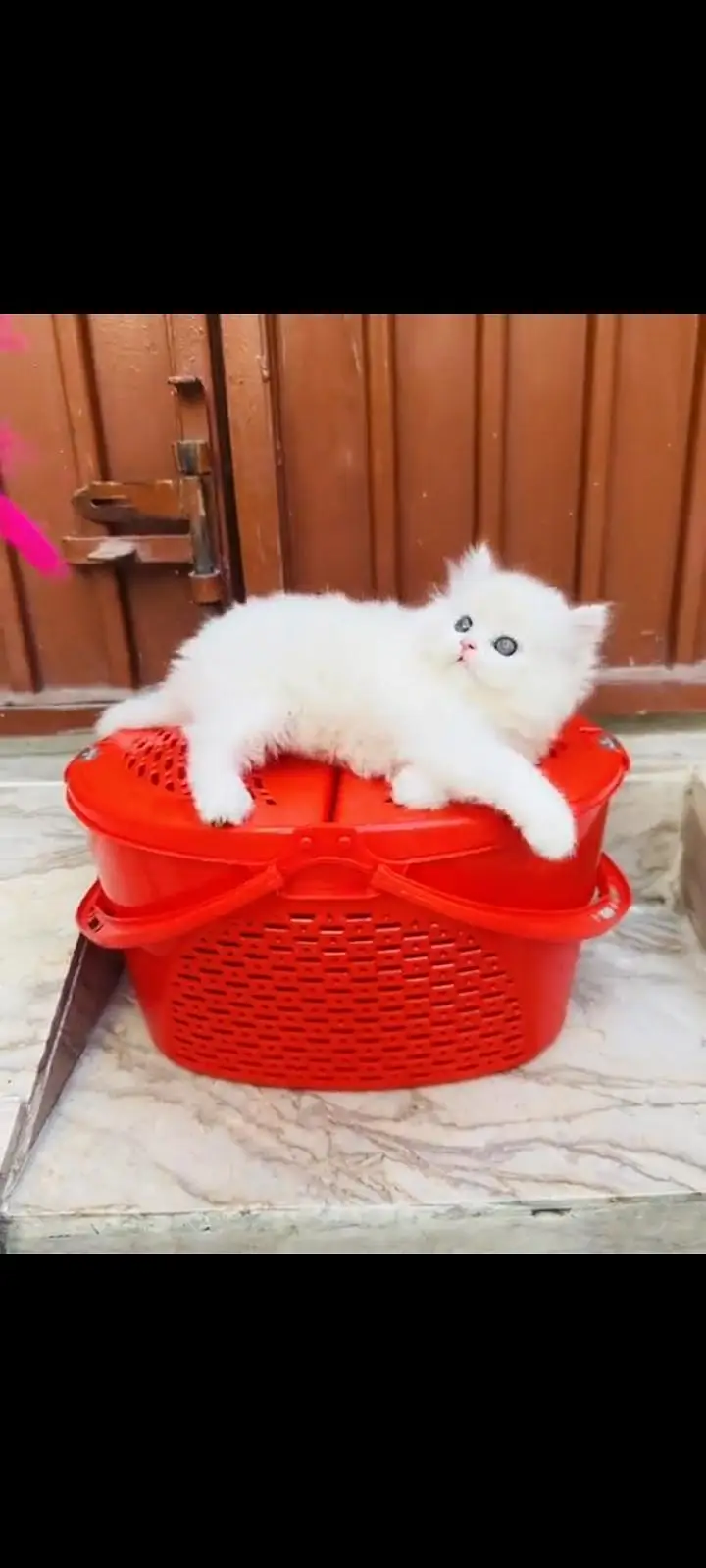 persian cat for sale MywatsapppNumber 0309-37-13-771 — photo 2