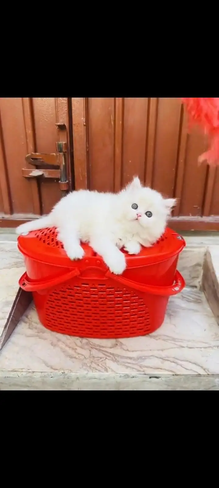 persian cat for sale MywatsapppNumber 0309-37-13-771 — photo 3