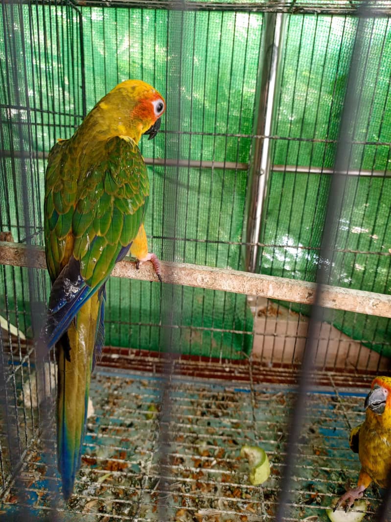 Sun conure 0