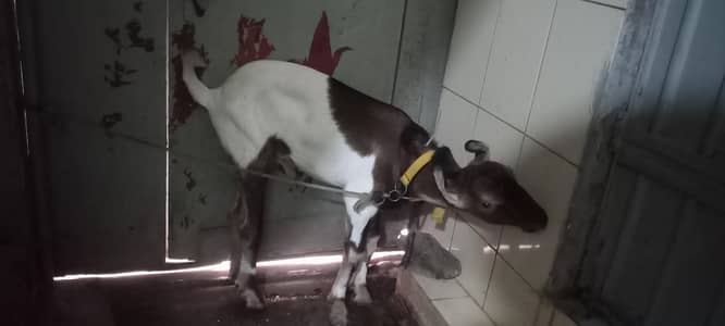 Bakra for sale