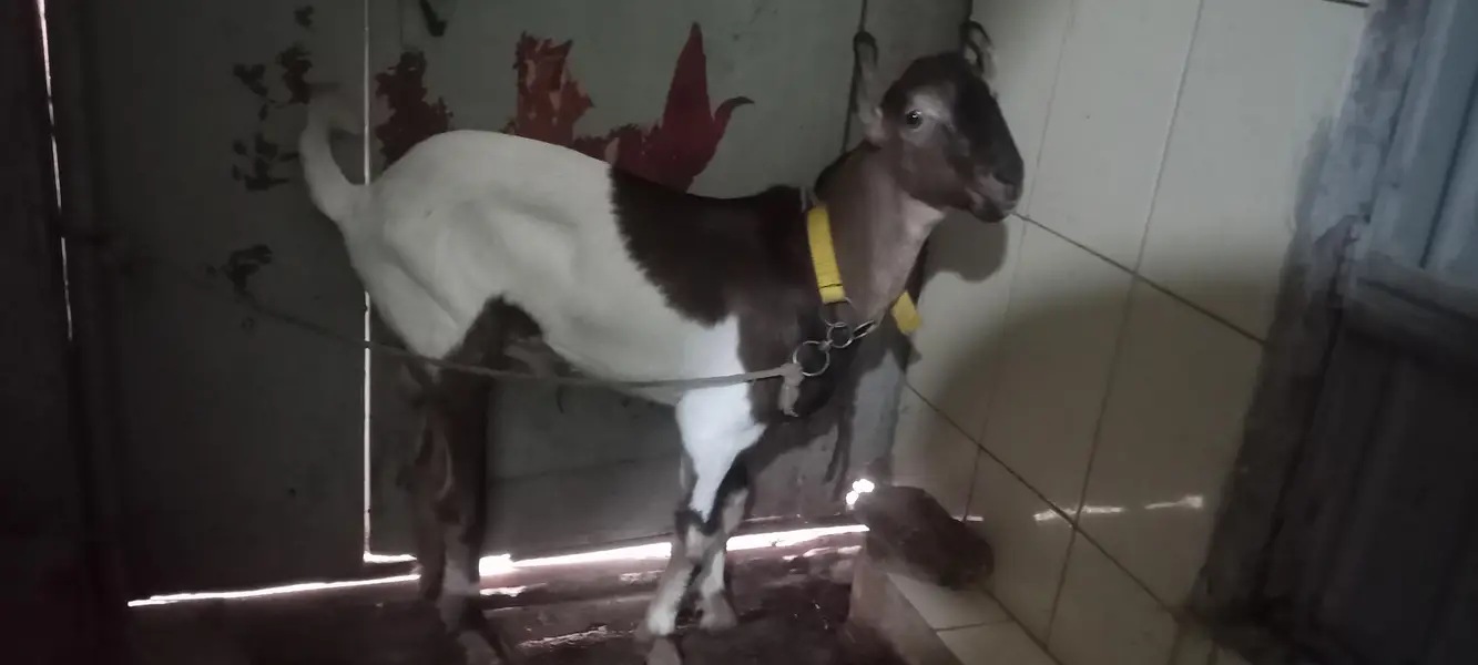 Bakra for sale — photo 2