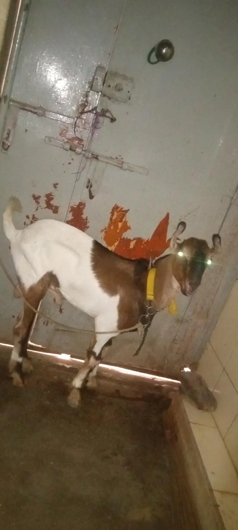 Bakra for sale — photo 3