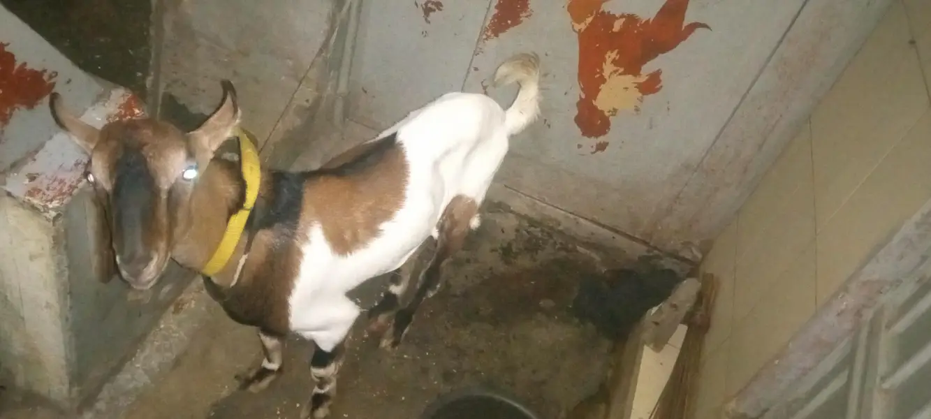 Bakra for sale — photo 5