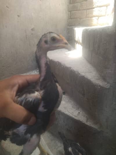 Aseel breed best quality breed