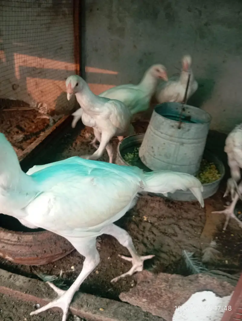 Heera Aseel Chicks — photo 2