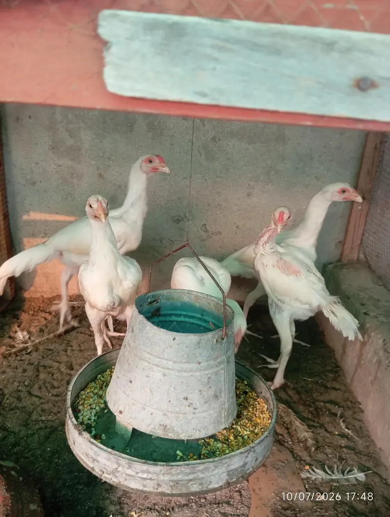 Heera Aseel Chicks — photo 3