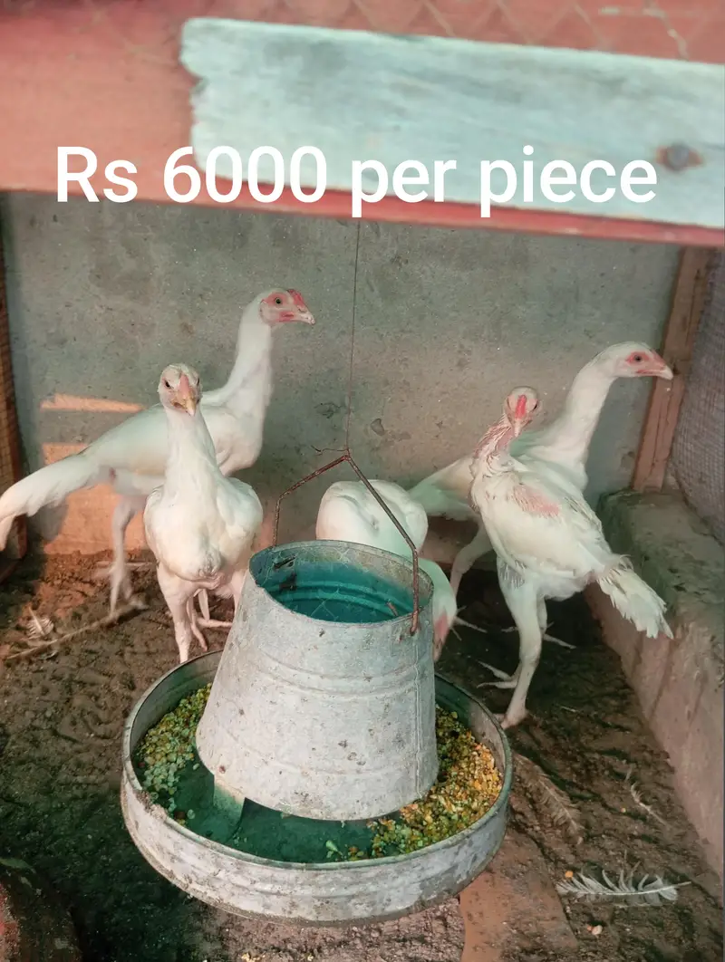 Heera Aseel Chicks — photo 4