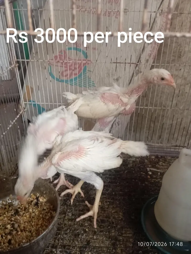 Heera Aseel Chicks — photo 5