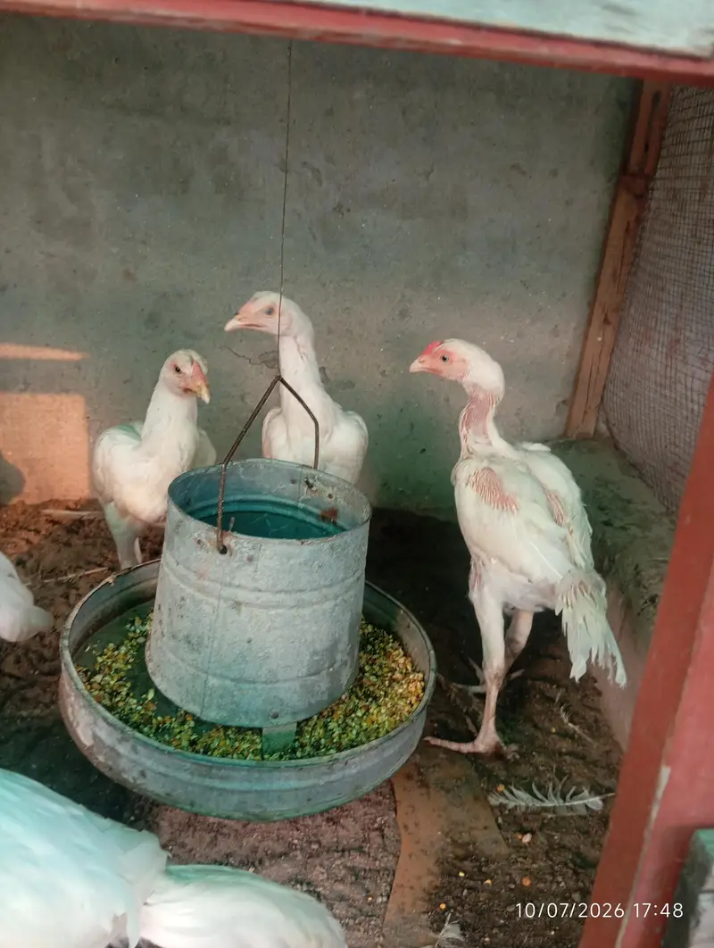 Heera Aseel Chicks — photo 6