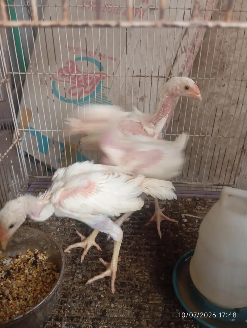 Heera Aseel Chicks — photo 7