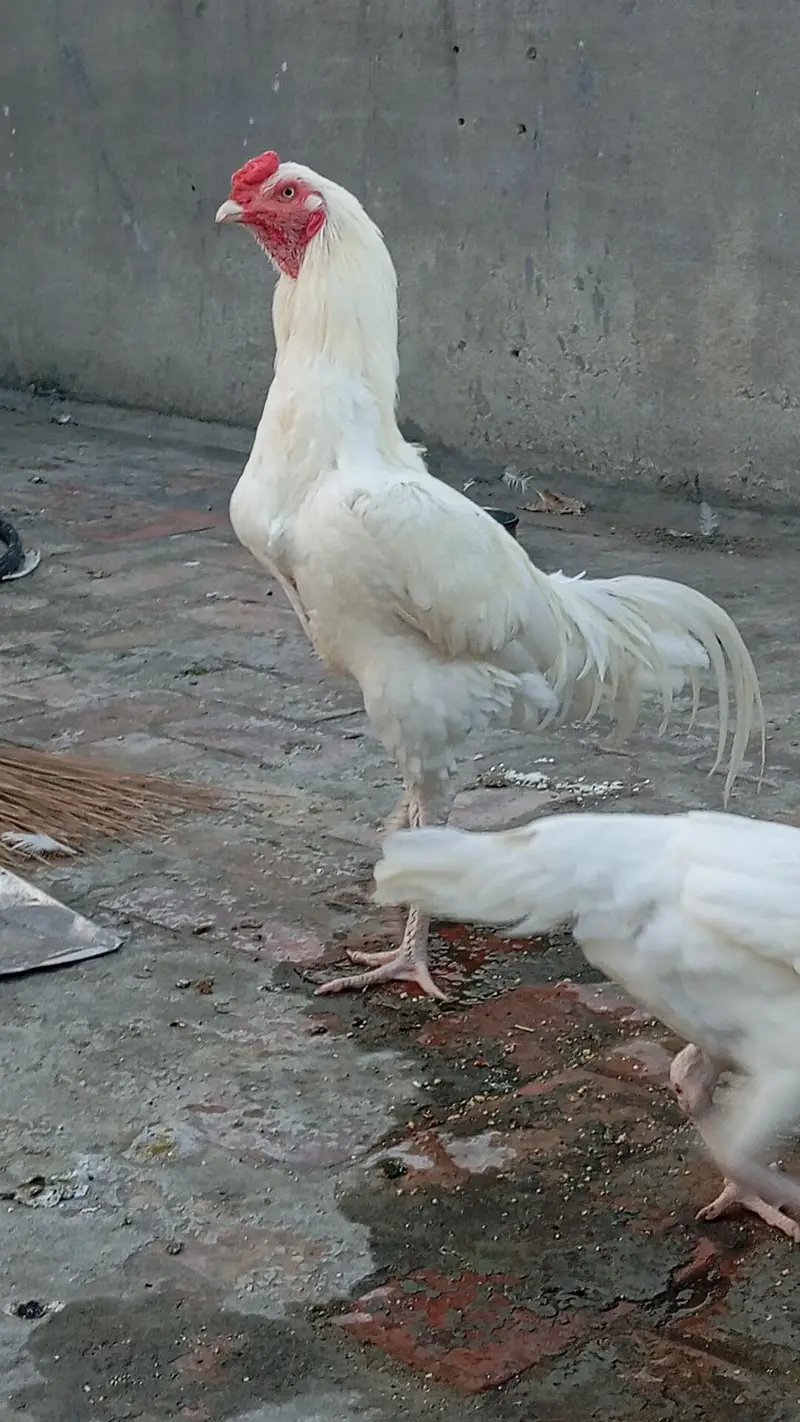 Heera Aseel Chicks — photo 12
