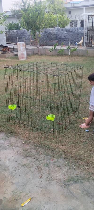 Aseel Cages
