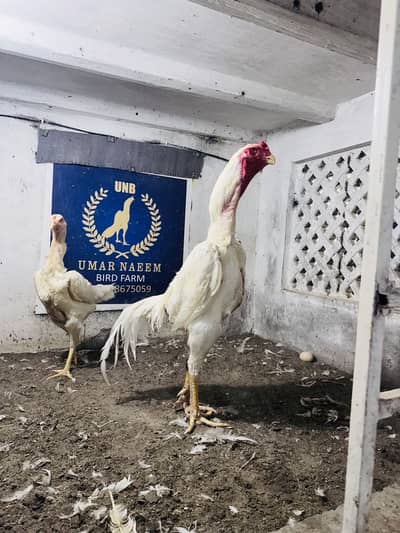 White & Black shamo pair || for sale || shamo pair for sale