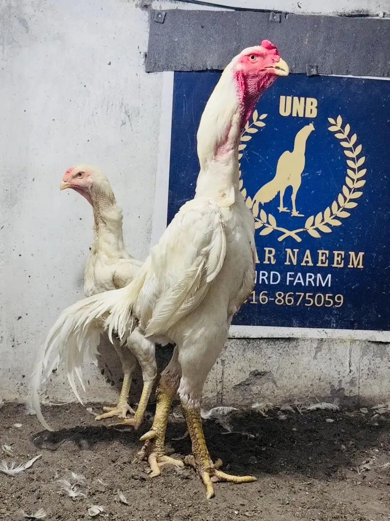 White & Black shamo pair || for sale || shamo pair for sale — photo 2