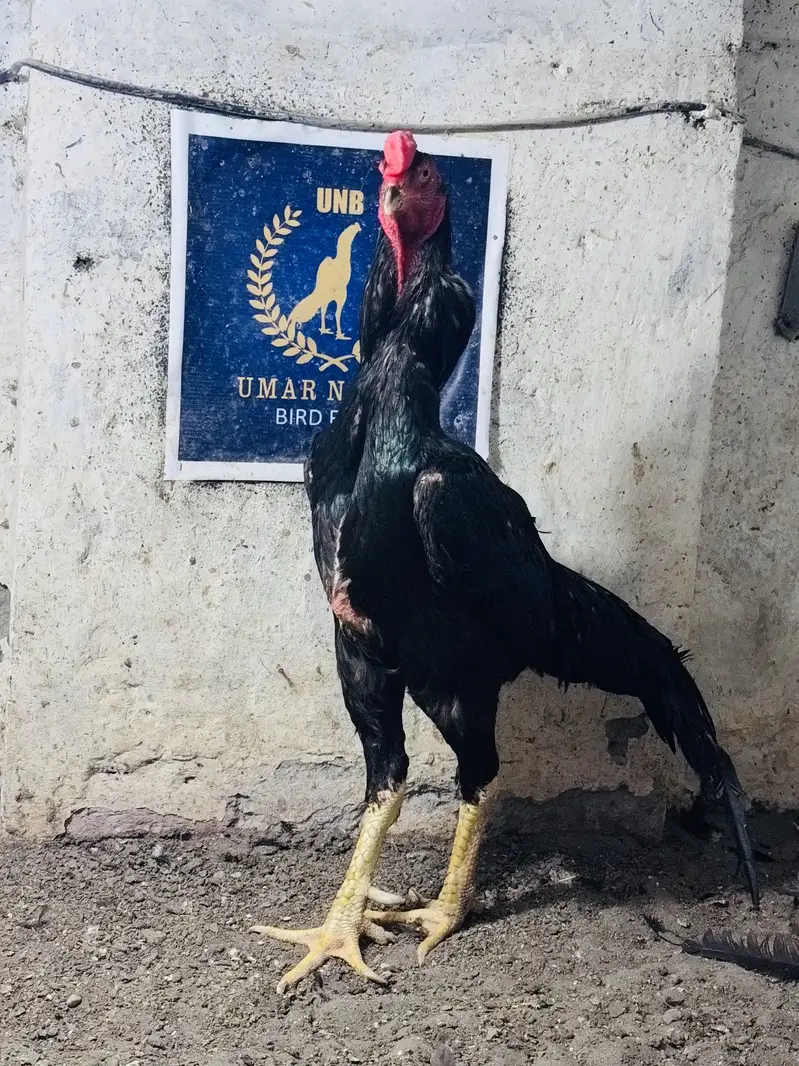 White & Black shamo pair || for sale || shamo pair for sale — photo 4