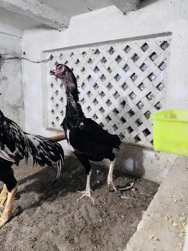 White & Black shamo pair || for sale || shamo pair for sale — photo 5