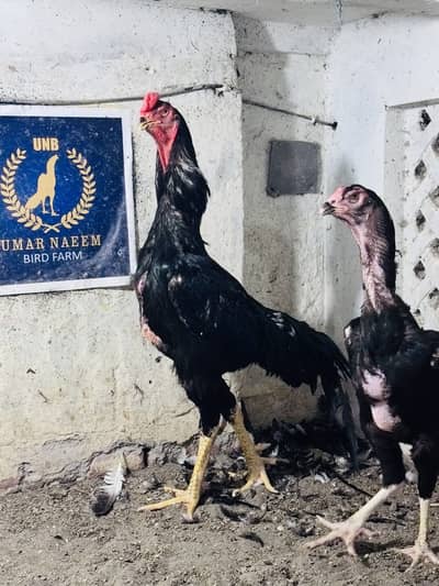 Black shamo pair || for sale || shamo pair for sale