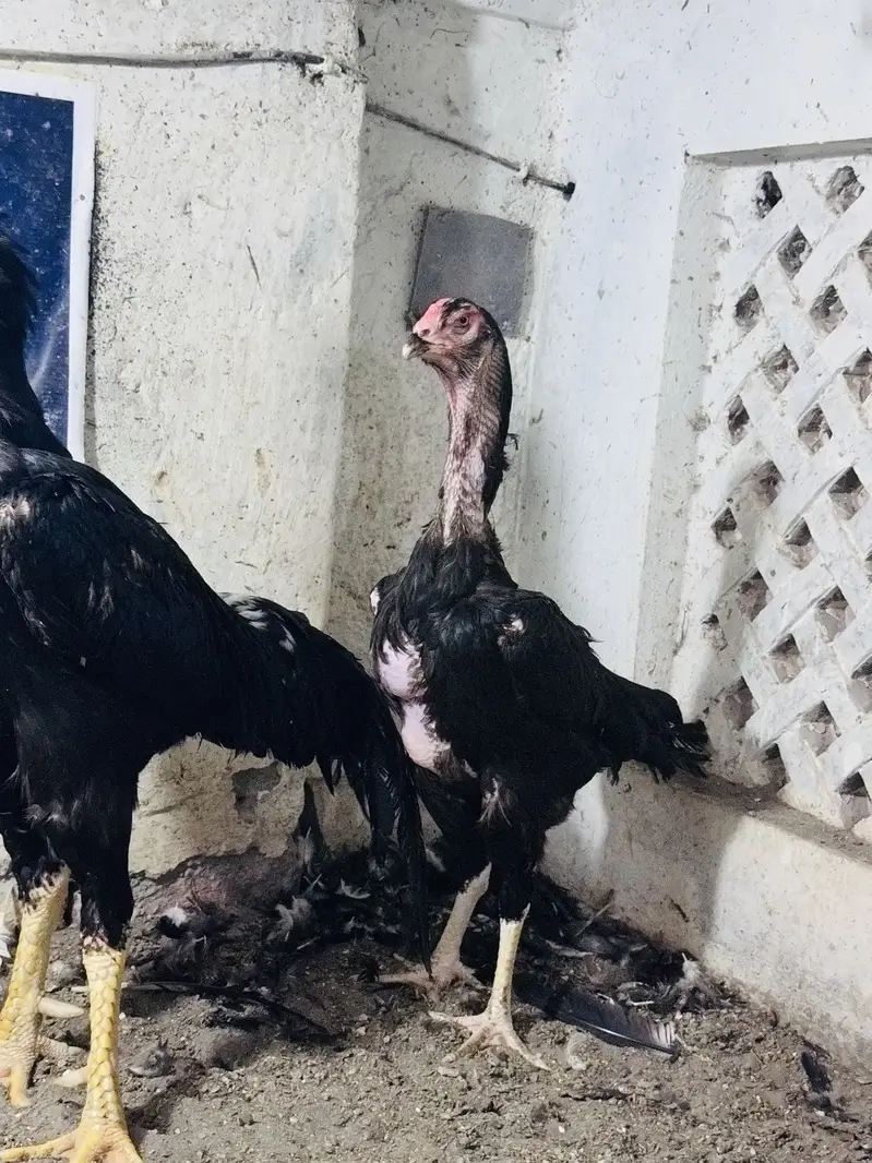 White & Black shamo pair || for sale || shamo pair for sale — photo 7